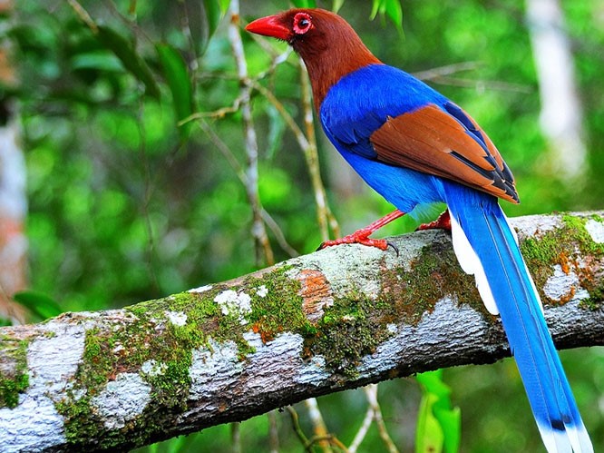 Bird Watching Bird Watching