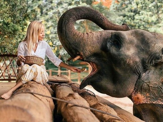 Elephant (2) Elephant (2)