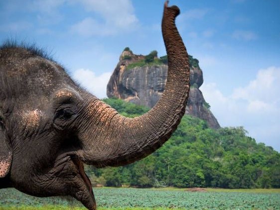 Elephant near Sigiriya lion rock fortress in Sigiriya, Sri Lanka Elephant near Sigiriya lion rock fortress in Sigiriya, Sri Lanka