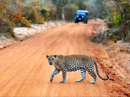Game Drive Game Drive