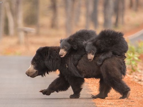 Sloth Bear Sloth Bear