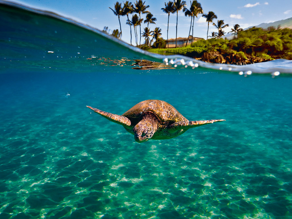 Swimming with Turtles Swimming with Turtles